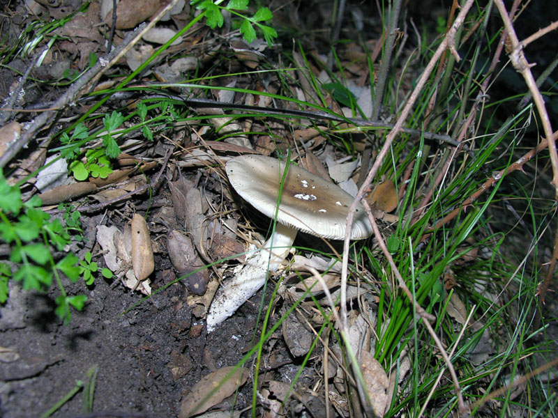 Amanita pantherina